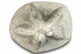 Polished Miocene Fossil Echinoid (Clypeaster) - Morocco #288932-1
